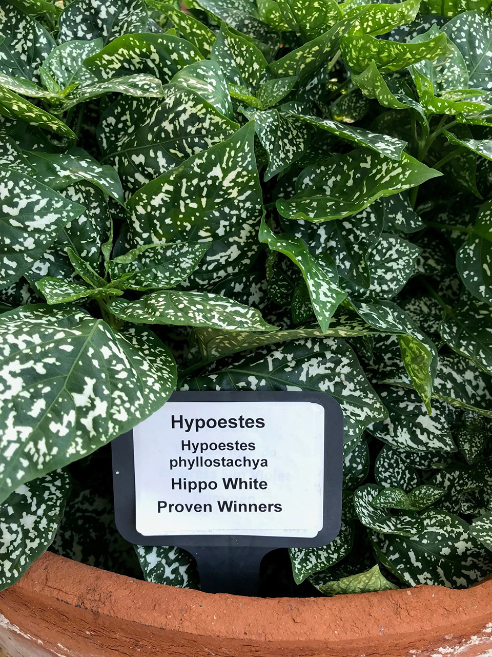 Closeup of green leaves with spotted white dots.